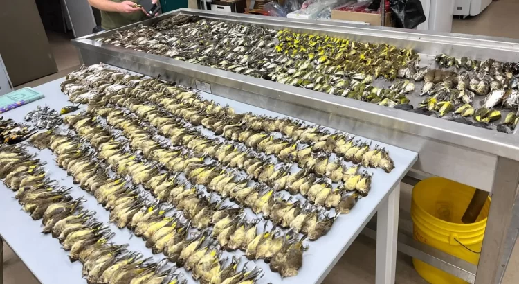 Mueren miles de pájaros cantores tras estrellarse contra ventanales en Chicago