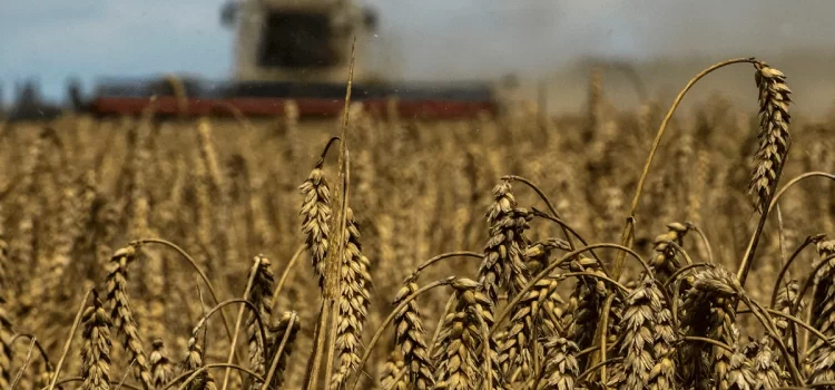 Sube el precio de el trigo en Chicago por cobertura de posiciones cortas