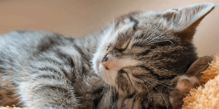 Mujer acusó a su esposo de dar más atención a su gato que a ella Mujer acusó a su esposo de dar más atención a su gato que a ella