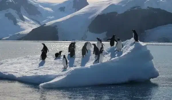 Trump impone aranceles a islas habitadas sólo por pingüinos