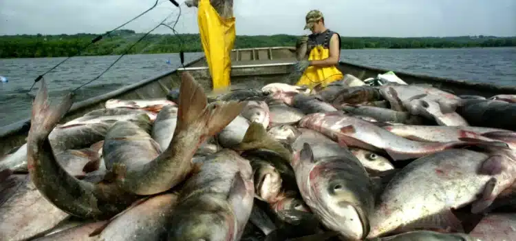 La abundancia de carpa negra podría generar ingresos de hasta mil dólares al mes para los pescadores de Illinois