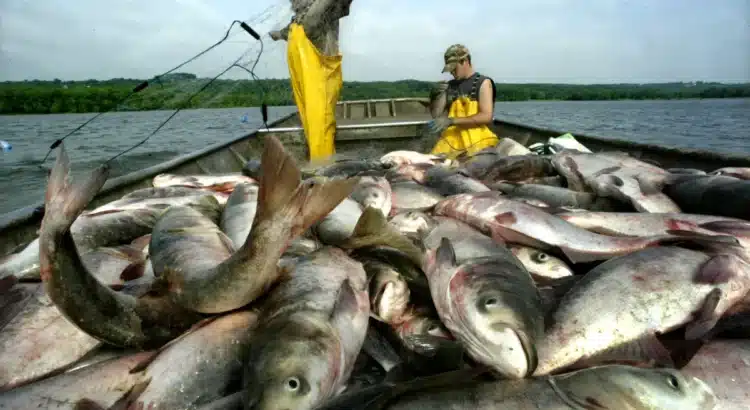 La abundancia de carpa negra podría generar ingresos de hasta mil dólares al mes para los pescadores de Illinois